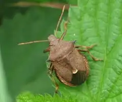  全球11种人脸动物六角恐龙名声大噪科技频道