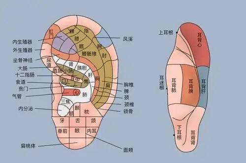  耳朵的反射区图解大全