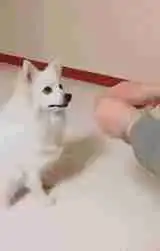  爆笑gif趣图把儿子光头强面具带上了
