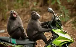 野生动物搞笑摄影大赛,这个不正经的摄影大赛能把人笑死  野生动物搞笑摄影大赛,这个不正经的摄影大赛能把人笑死