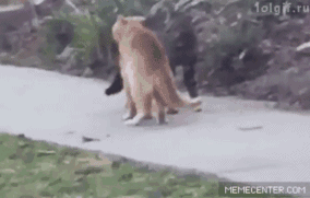 喵星人搞笑动图gif  喵星人搞笑动图gif