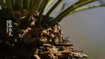  奇奇奇铁树开花算什么咱攀枝花的铁树还会下蛋