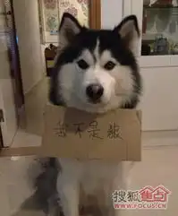  最近风头太紧,建议哈士奇这样出门