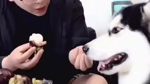  主人请哈士奇吃山竹,结果被二哈认为是大蒜,真是太搞笑了