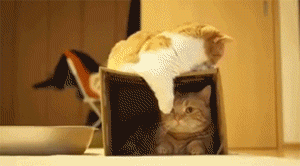  猫咪给你们表演一个钻进瓶子里的猫,小鱼干拿来