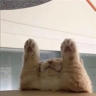 超搞笑的二货逗比萌宠头像你的可爱治愈世间一切的不可爱  超搞笑的二货逗比萌宠头像你的可爱治愈世间一切的不可爱