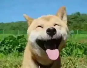 好看搞笑图片柴犬
