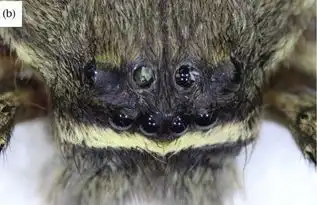 以搞科研之名,科学家要给蚂蚁,蜜蜂,蜘蛛们刮体毛  以搞科研之名,科学家要给蚂蚁,蜜蜂,蜘蛛们刮体毛