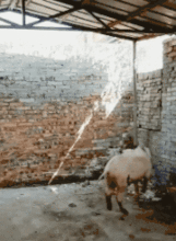  搞笑gif这只狗竟然看得懂电视,而且看的这么专注
