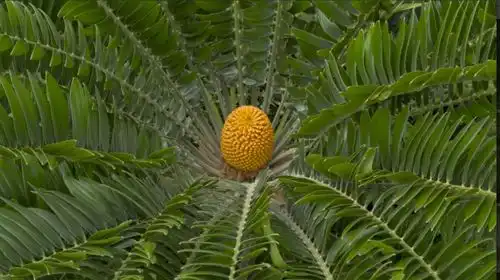  地球上最孤独的树,全球仅剩1颗,125年来仍在孤独等待女友