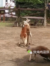 搞笑gif趣图好漂亮的新娘,新郎真福了  搞笑gif趣图好漂亮的新娘,新郎真福了