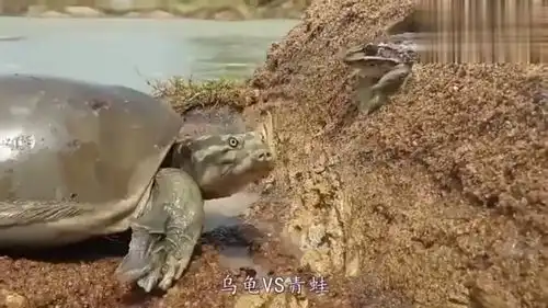  乌龟vs青蛙,乌龟堵在青蛙家门,出来一个逮一个,猜猜结局谁赢了
