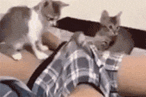 猫gif搞笑图片养猫