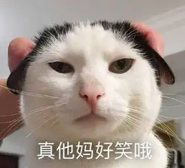  猫猫qq表情包
