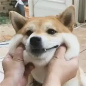 猪头像情侣搞笑图片头像