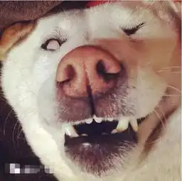  爆笑一刻派柴犬当警犬你是嫌社会治安太好了吗