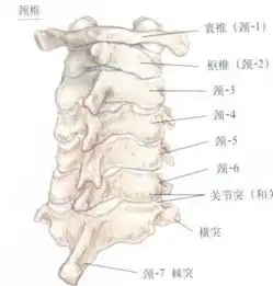 瑜伽肩颈结构及拉伸动作分享  瑜伽肩颈结构及拉伸动作分享
