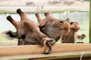 第916页zol趣图频道  第916页zol趣图频道