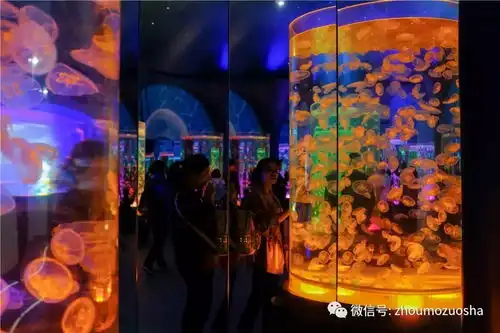  新晋梦幻拍照圣地上海海昌海洋公园吃喝玩乐全攻略,看这一篇就够了