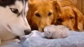  汤小喵的一周