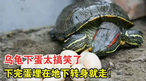  乌龟下蛋太搞笑了,竟然比母猪还能生,下完蛋埋在地下转身就走