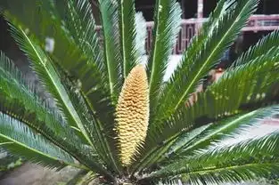 千年铁树开花了 千年铁树开花了