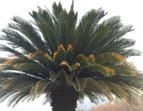 心理测试4棵铁树,哪棵最先开花测你何时能找到另一半 心理测试4棵铁树,哪棵最先开花测你何时能找到另一半