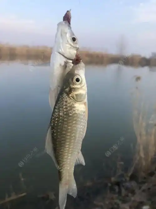  成子湖支流砸冰窟黄鼠狼爆护