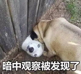  这真的是暗中观察吗哈哈哈哈