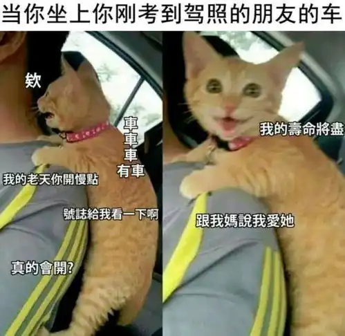  一定是我眼睛出问题了,怎么可能有两个新娘网友哈哈哈你没看错