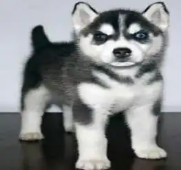  宝石眼睛三把火哈士奇雪橇幼犬健康质保可签协议