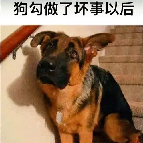  搞笑趣图狗狗做了坏事以后vs猫咪做了坏事以后