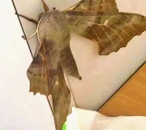  18张照片告诉你澳大利亚有多恐怖