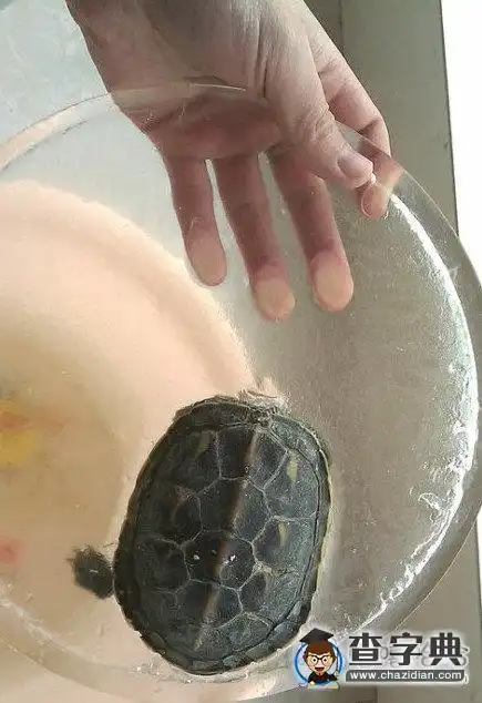  一场突如其来的灾难不小心冻成了龟凌膏