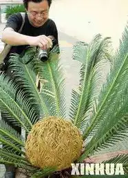 安徽省淮北铁树一家三口齐开花组图 安徽省淮北铁树一家三口齐开花组图