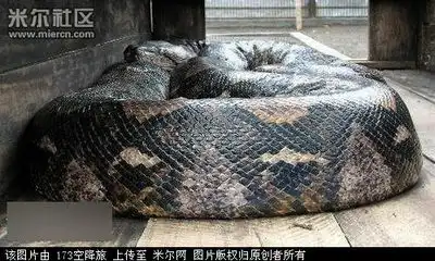  男子捕获世界最大白化鲶鱼重达193公斤