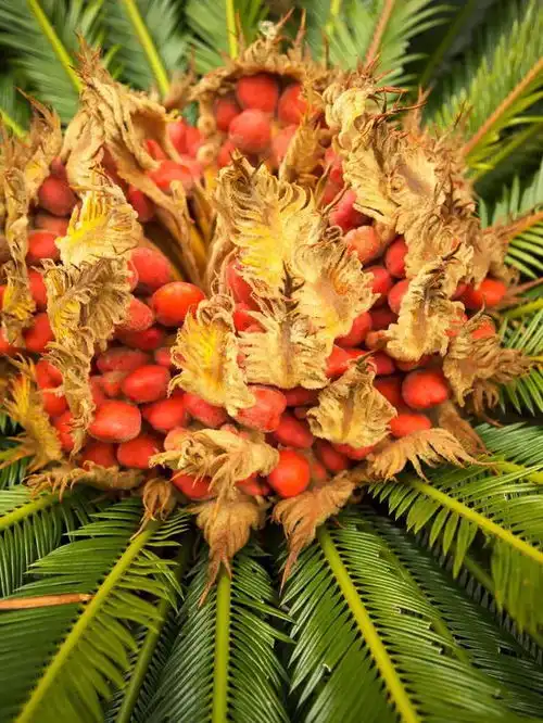 图片欣赏,铁树开花发芽,好美呀,吉祥如意 图片欣赏,铁树开花发芽,好美呀,吉祥如意