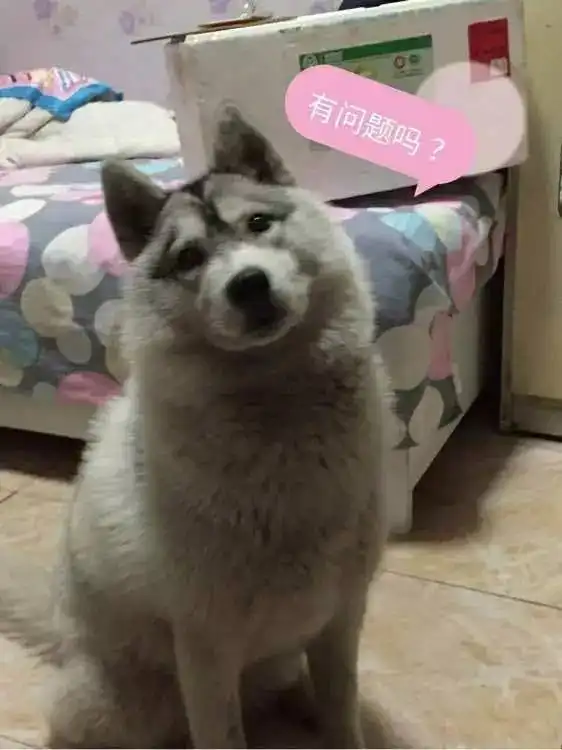  这只狗狗一定是被爷爷奶奶带大的
