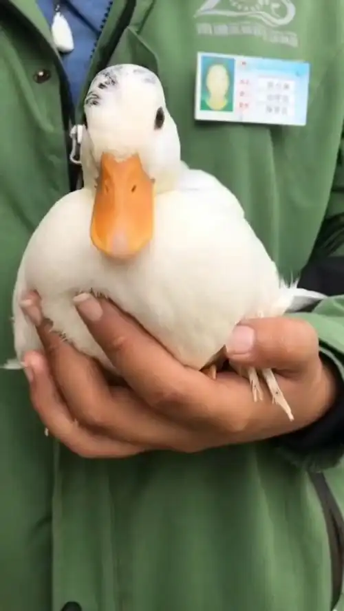  这只鸭子也太好玩了吧