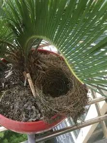  稀奇乌鸫筑巢铁树盆栽接连产蛋三天三枚