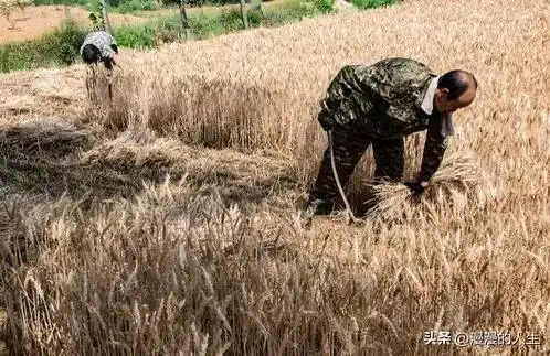 97年我帮村长收麦子,晚上去村长家家吃饭,不料撞见他女儿换衣服  97年我帮村长收麦子,晚上去村长家家吃饭,不料撞见他女儿换衣服