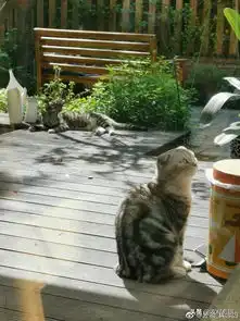 分享十张猫咪又萌又搞笑的图片,萌萌哒  分享十张猫咪又萌又搞笑的图片,萌萌哒