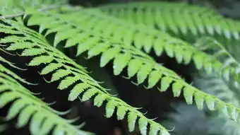  罕见的千年铁树开花啦不来青秀山一睹其芳容