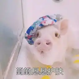 套路表情包一套猪开心一