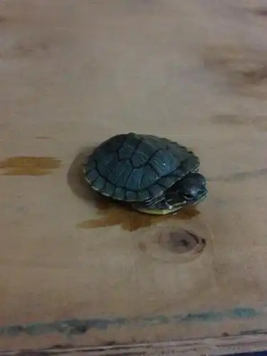  小乌龟不吃不喝老是闭着眼睛没精神不爱动帮忙看看是不是病了附图