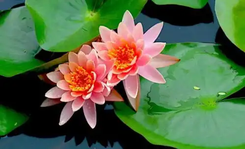  6种花就得现在买,养到夏天就能开爆,越热开花越多