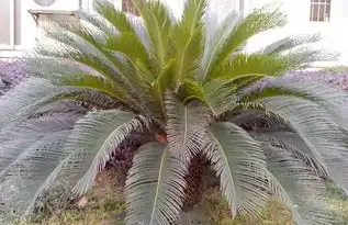 铁树篇一铁树是什么植物 铁树篇一铁树是什么植物