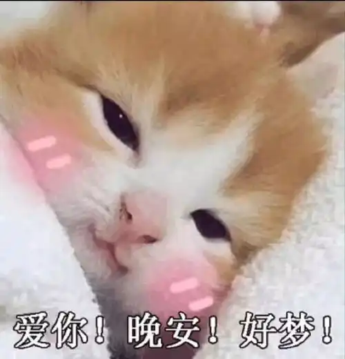 表情包猫咪说晚安