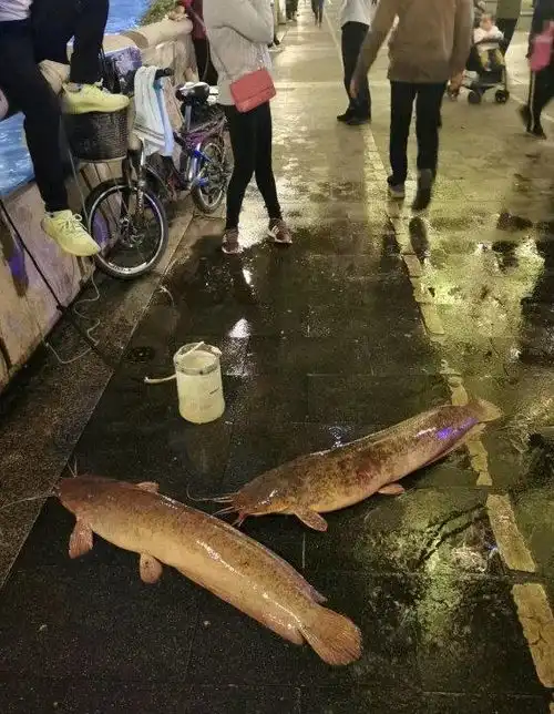  广州一河道大鲶鱼泛滥,条条肥硕惊人,为什么没人吃