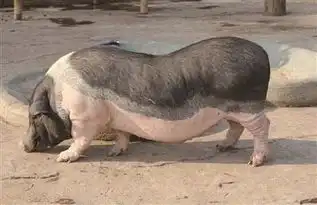  杭州小姐姐把宠物猪养到200斤养稀奇宠物更要慎重些
